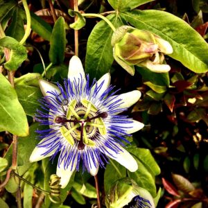 Full Health Assessment Session