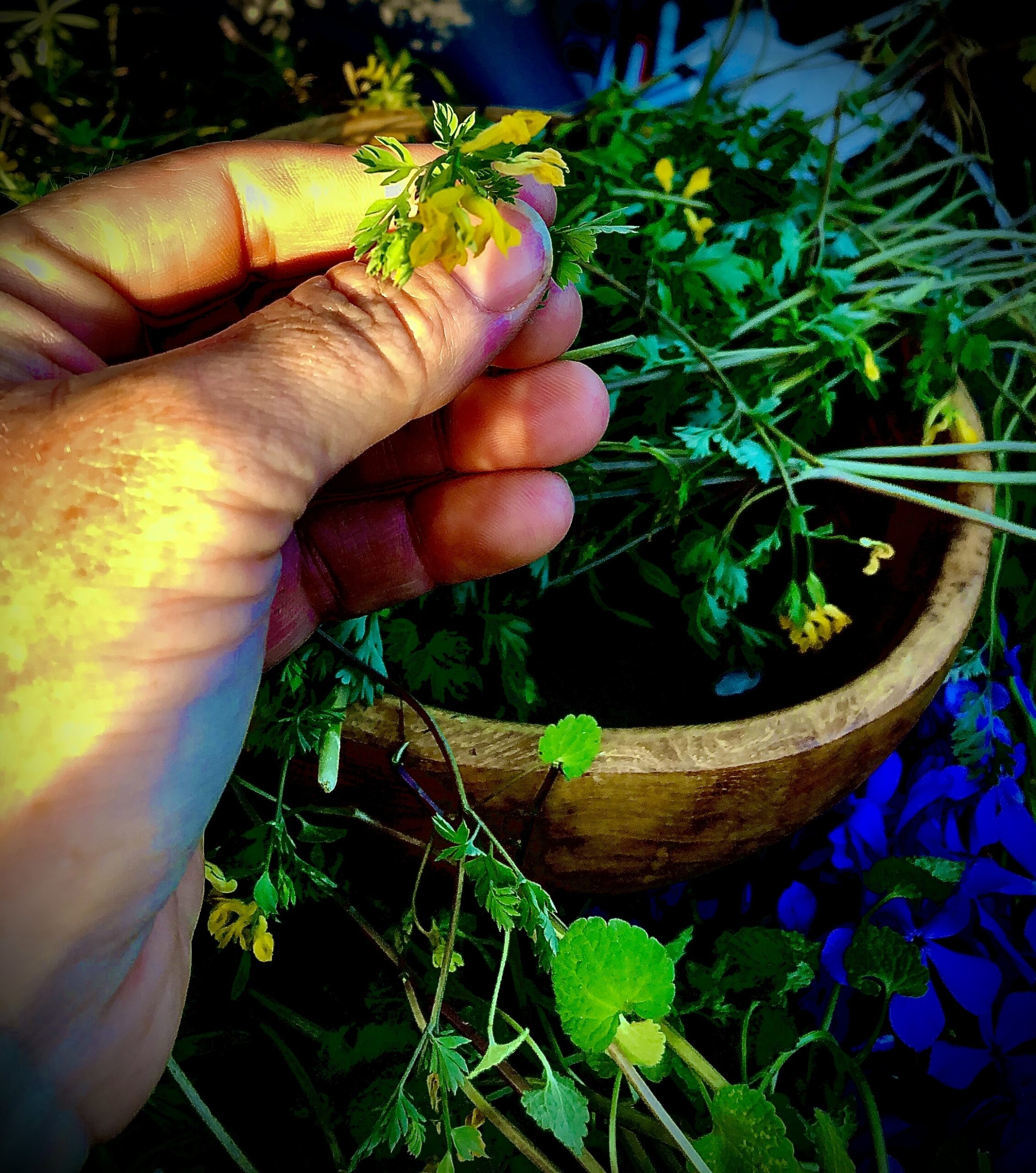 Wildcrafting in Missouri